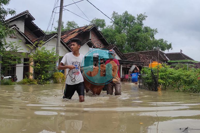 SAPI: Beberapa warga di Desa Banyulegi, Kecamatan Dawarblandong, Kabupaten Mojokerto yang menyelamatkan dan mengevakuasi sapi dari banjir, akibat meluapnya Kali Lamong pada Kamis 10 Februari 2022 dinihari, sekitar pukul 00.30 WIB. Fotografer: Karina