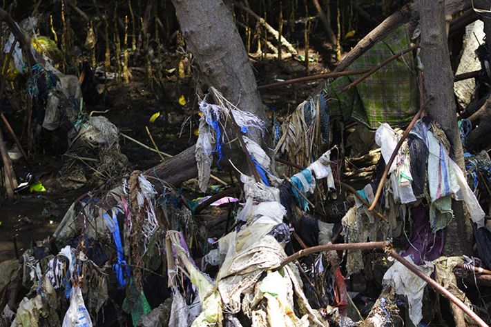 SAMPAH MANGROVE: Sampah menjerat tanaman mangrove di tepi pantai  dubibir Desa Ketah, Kecamatan Suboh, Kabupaten Situbondo, Senin 27 Desember 2021. Foto: Hozaini