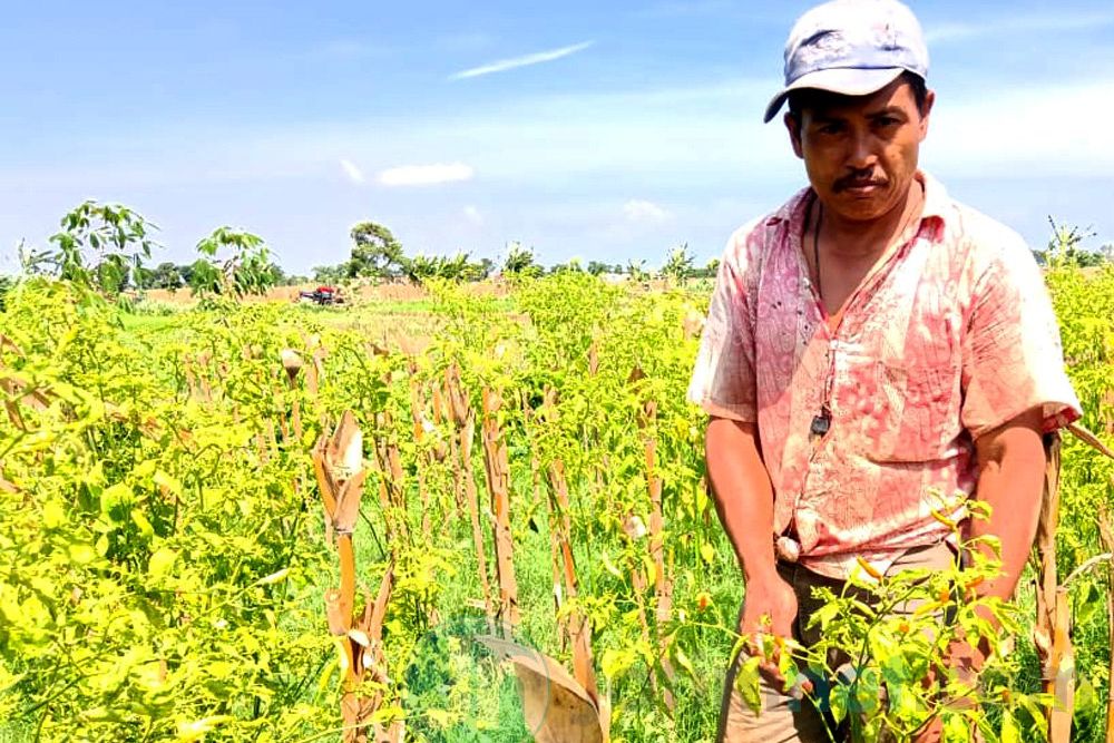 Harga Cabai Mahal, Petani Probolinggo Awasi Tanamannya