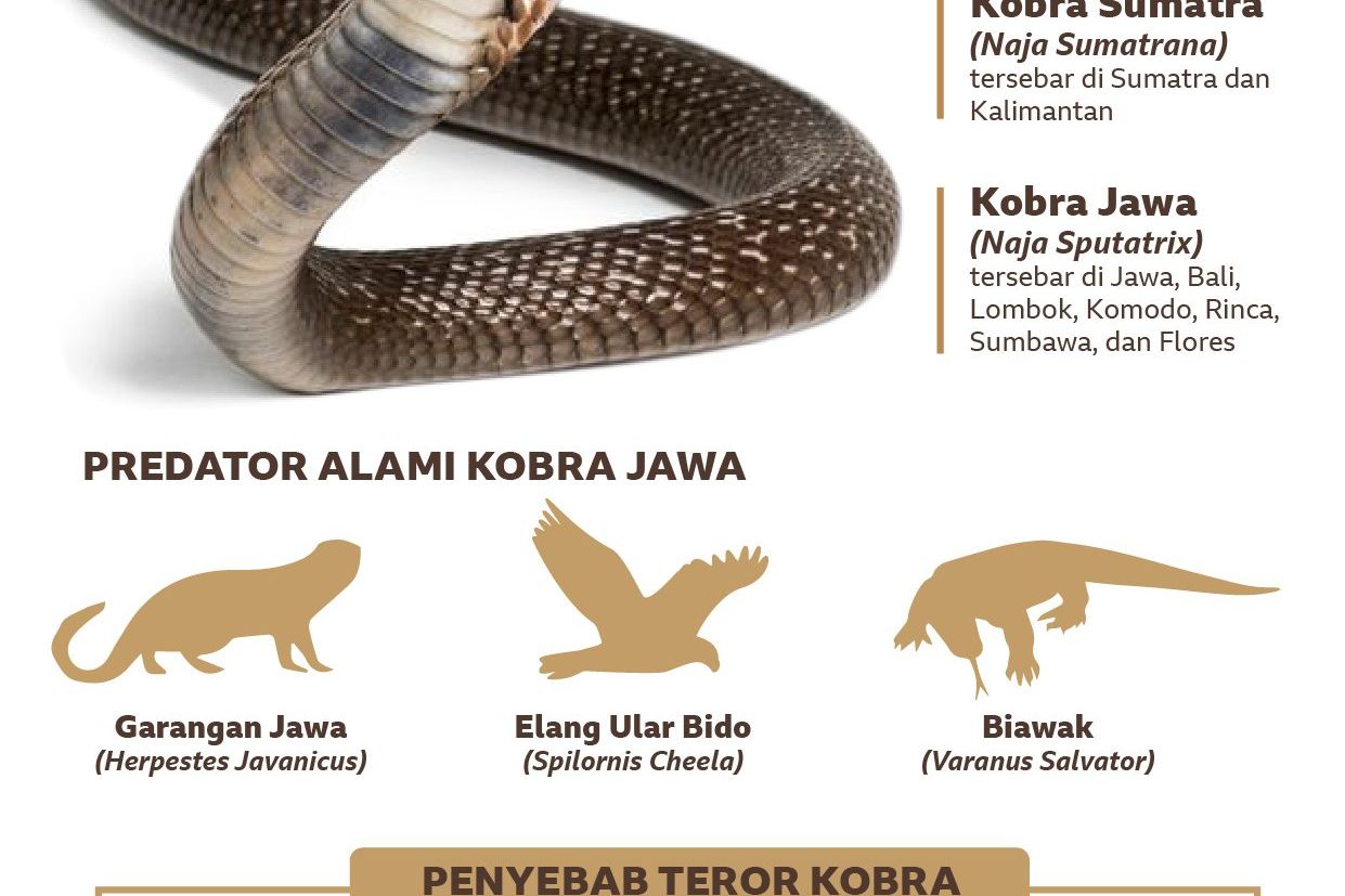 Teror Ular Kobra