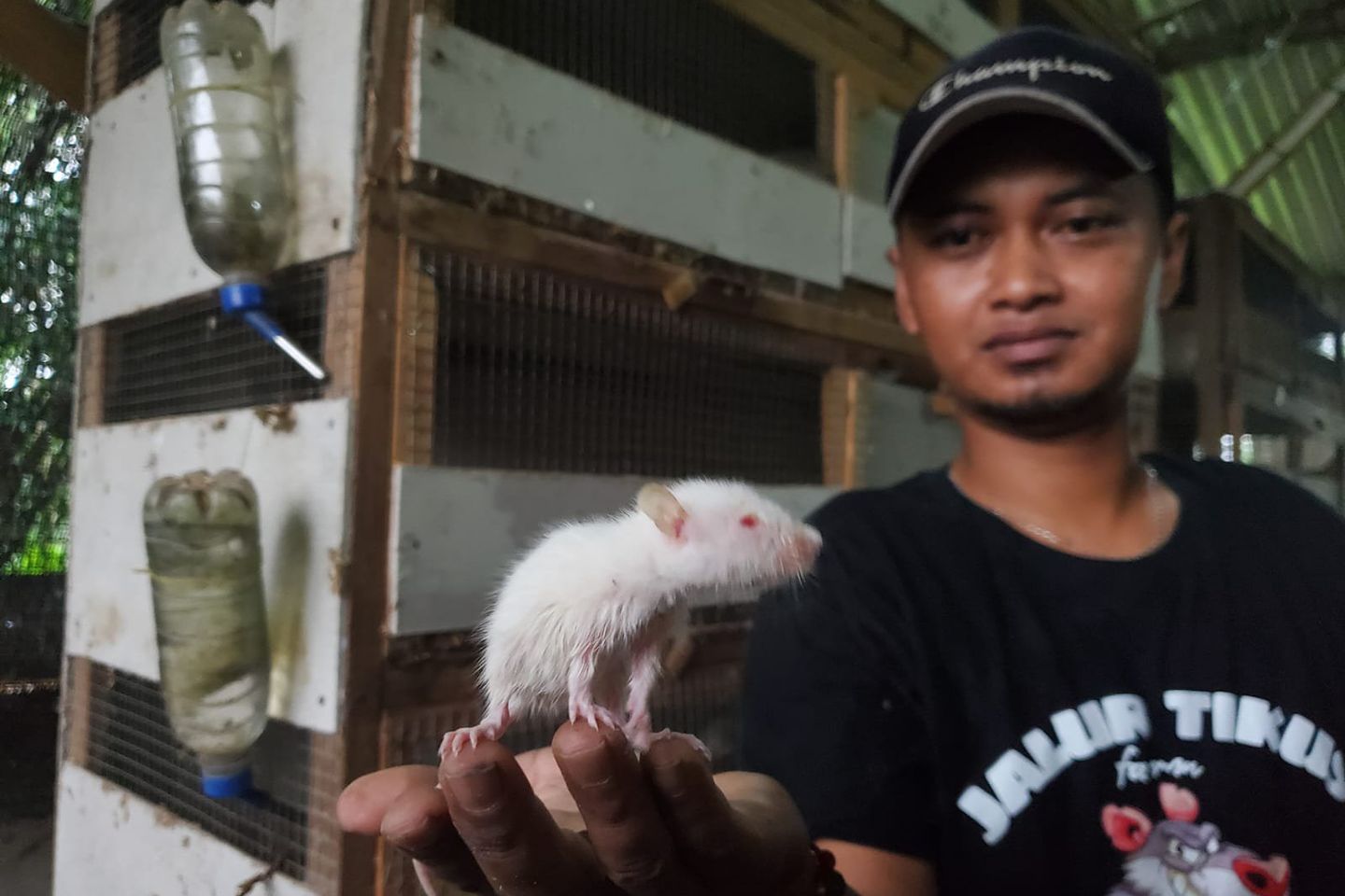 Pria di Mojokerto Sukses Ternak Tikus Putih, Omzet Jutaan Rupiah