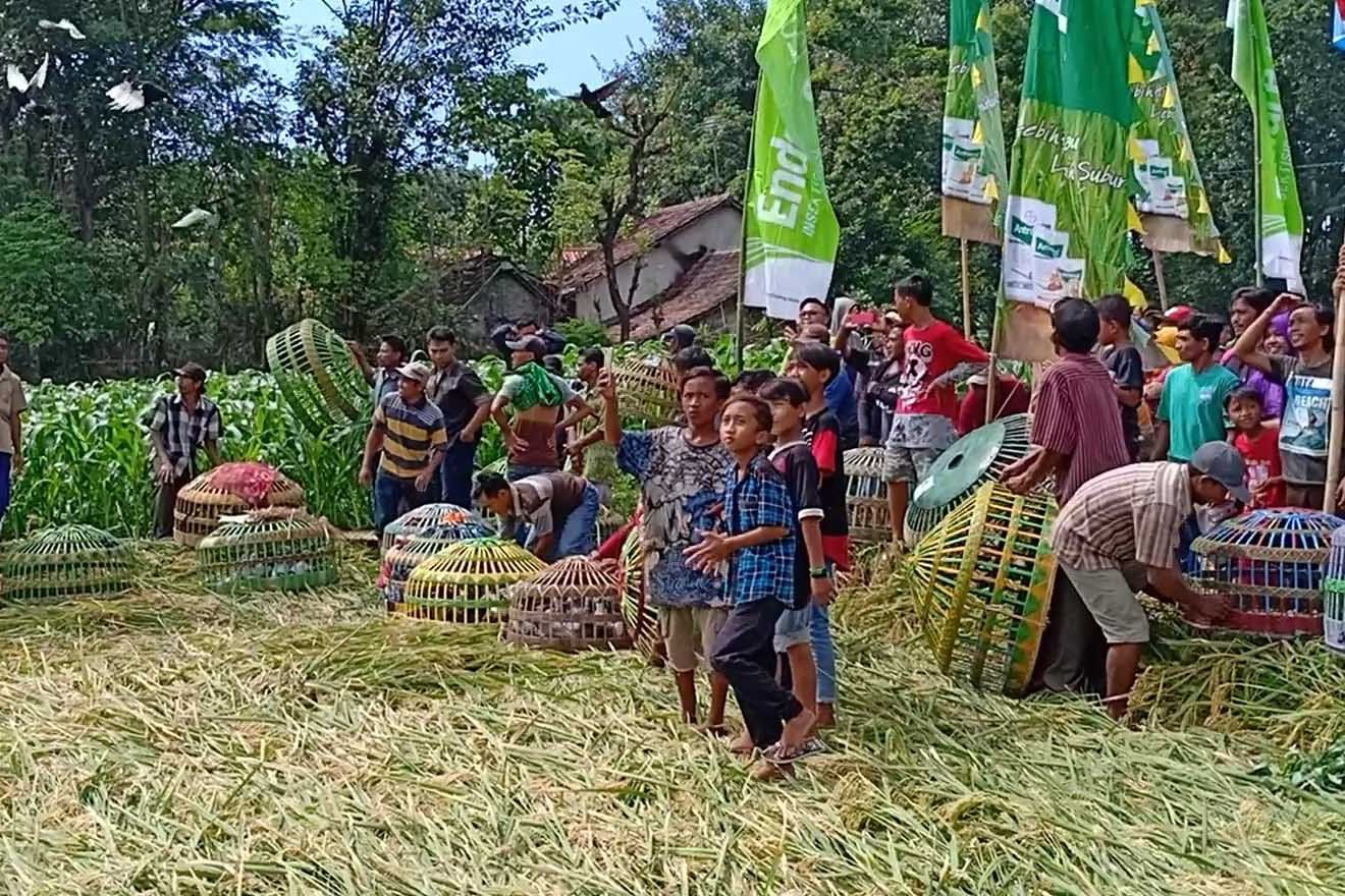 Petani Padi Kota Probolinggo Gelar “Tradisi Totta’an”