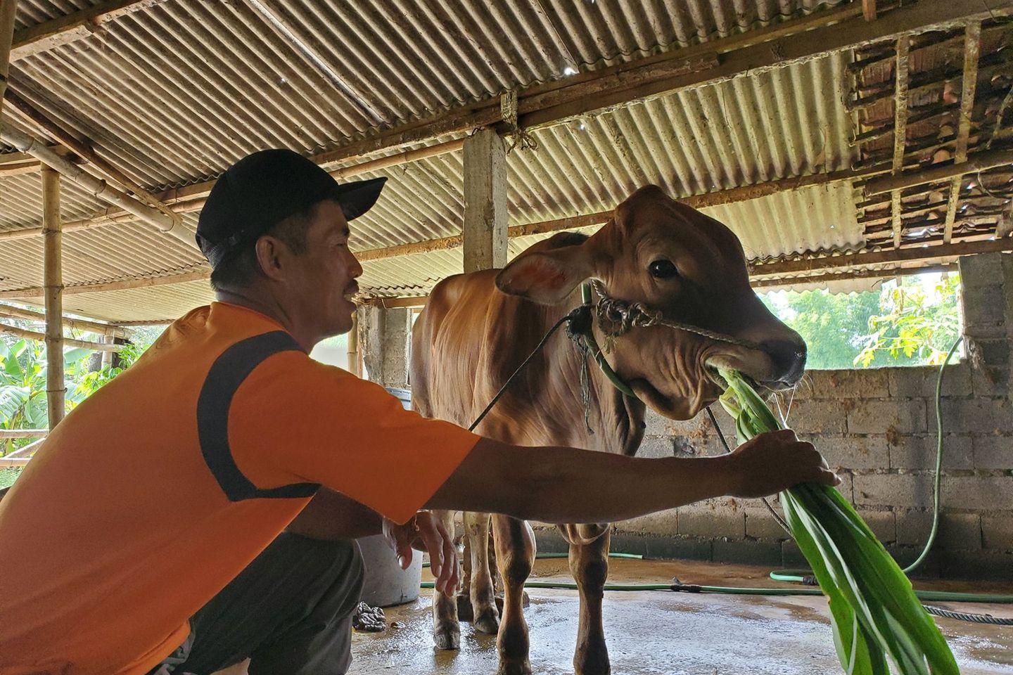 Penyakit Mulut dan Kuku Kembali Melanda, Delapan Sapi di Mojokerto Mati 