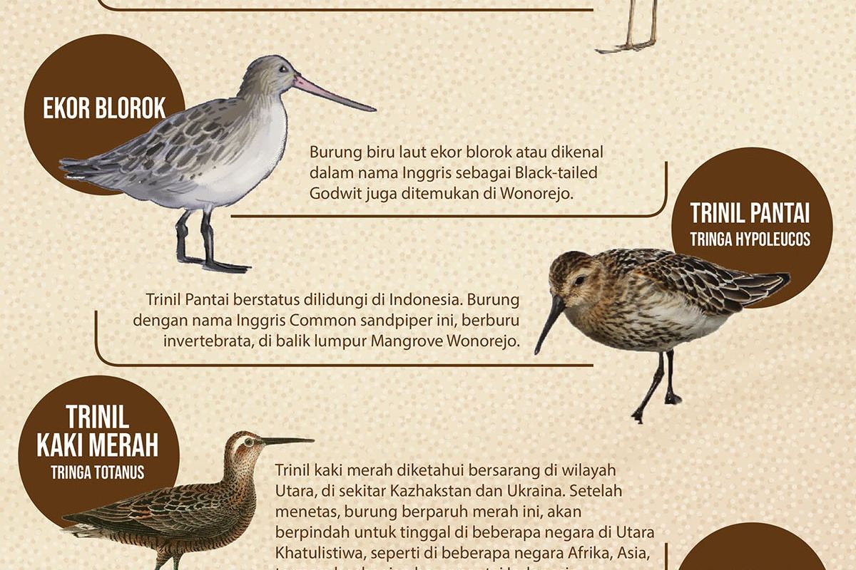 Burung Migran yang Singgah di Mangrove Wonorejo 