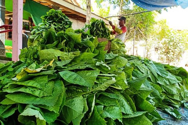 Diduga Overproduksi, Harga Tembakau di Probolinggo Anjlok