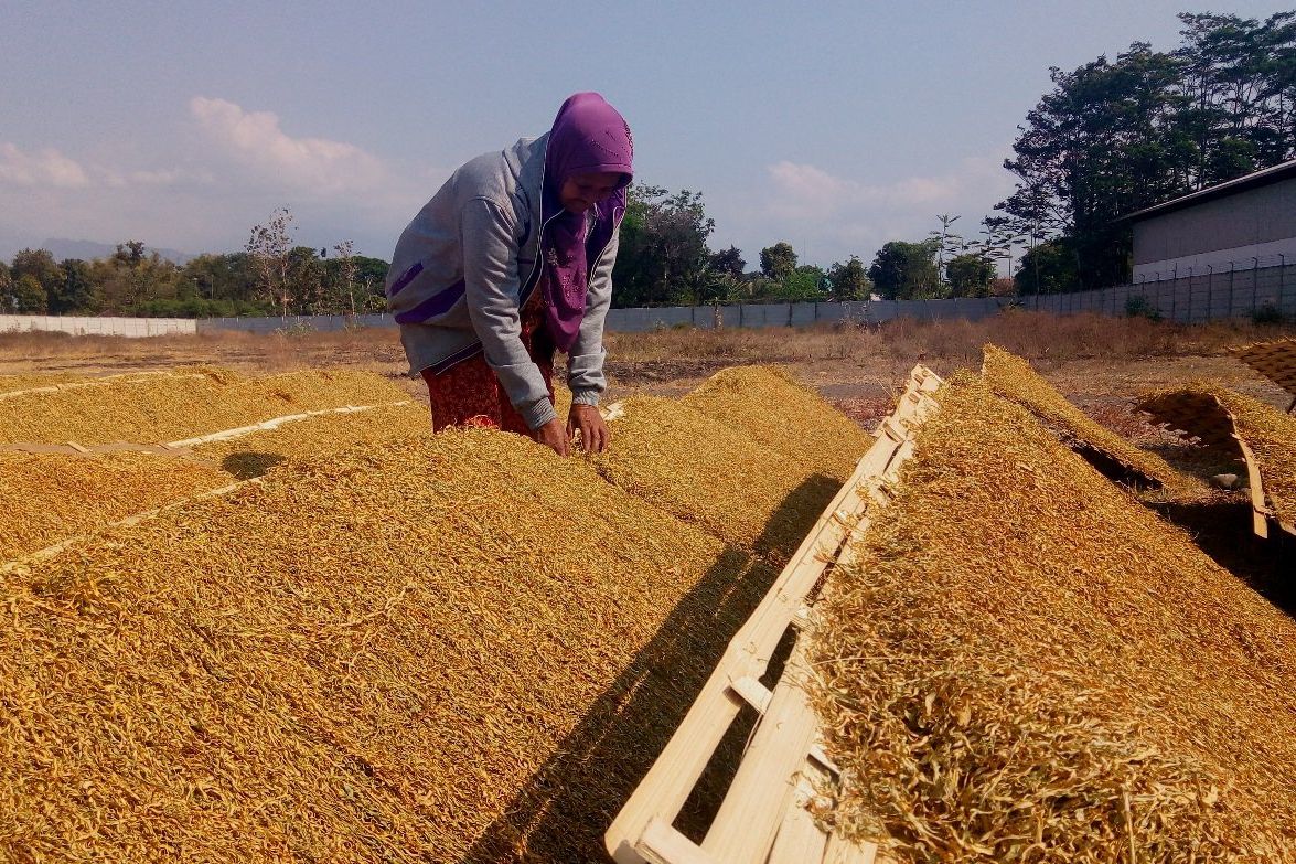 Ini Dampak Kenaikan Cukai Tembakau