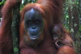 Warganet Galang Petisi Tindak Tegas Penembak Orangutan "Hope"