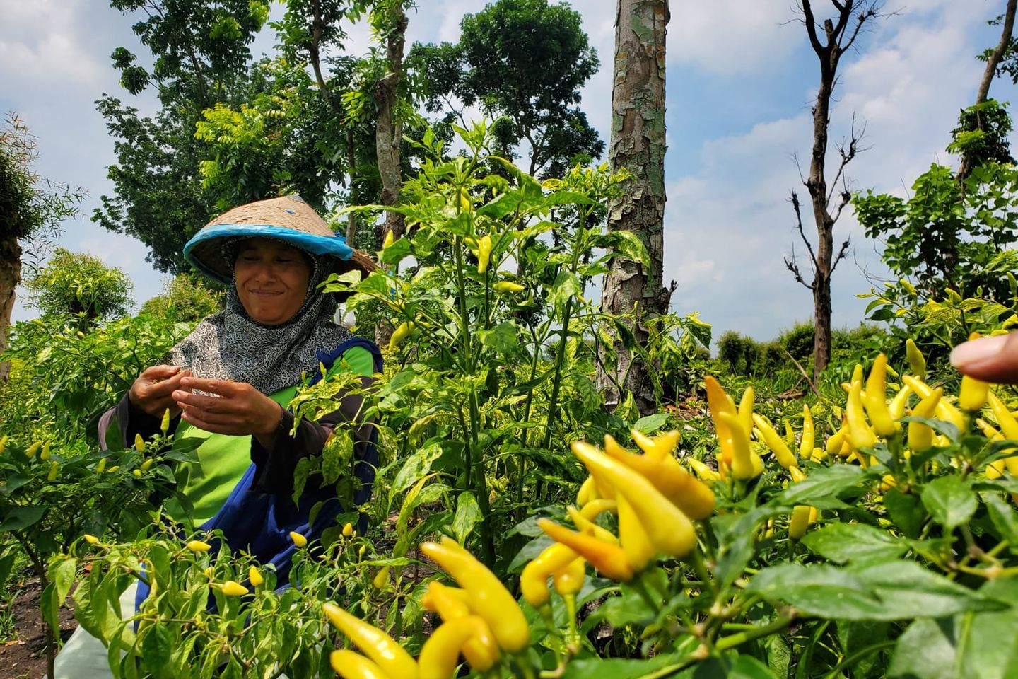 Harga Cabai Melonjak, Petani Cabai di Mojokerto Panen Lebih Awal