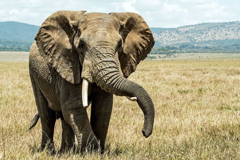 Gajah Afrika Diperkirakan Punah di Akhir Dekade Depan