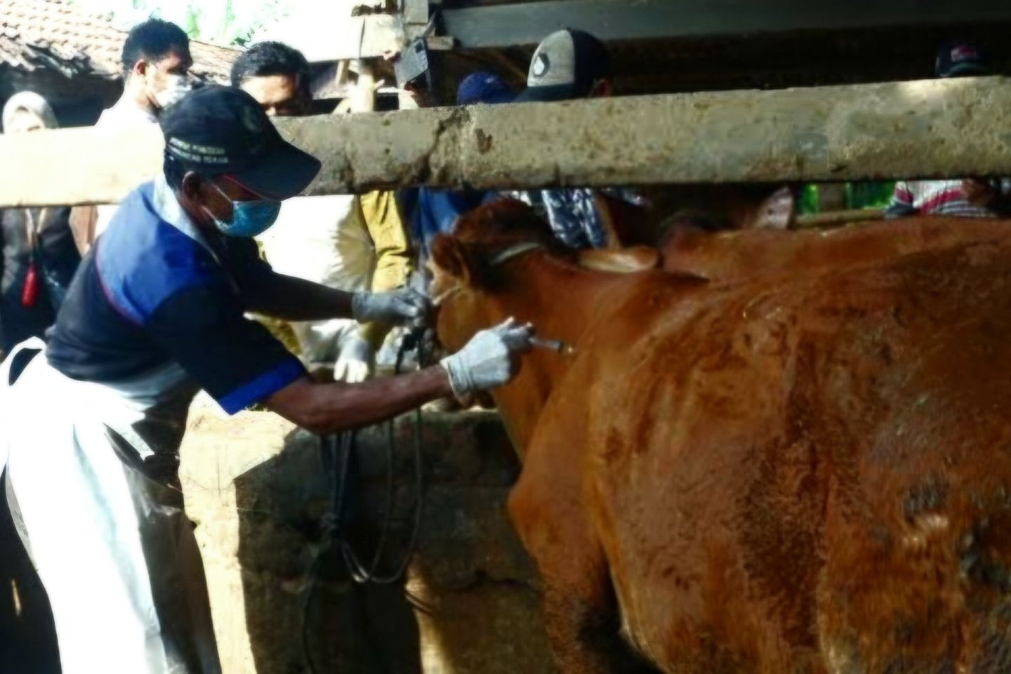 Ratusan Sapi di Gresik Terjangkit PMK, Sapi Terkena PMK Diimbau Dipisah