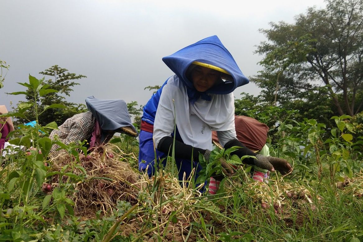 Panen Raya Bawang Merah Hantui Harga