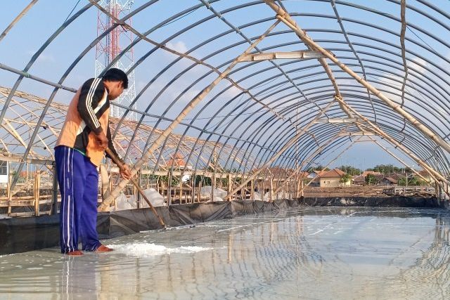Tambak Garam Katup Gadis Mampu Produksi di Musim Penghujan