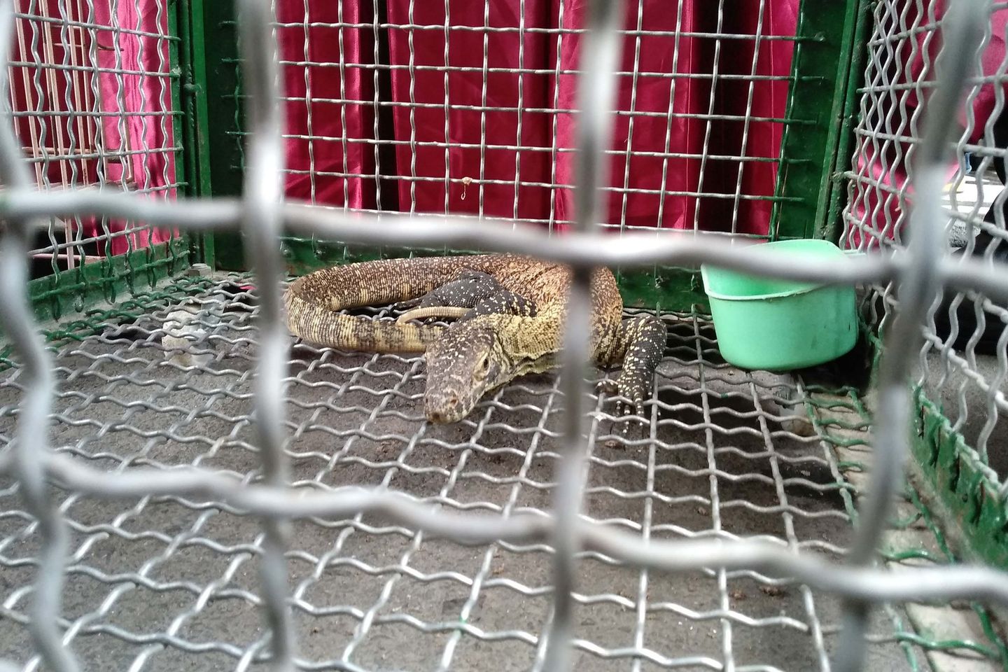 Polda Jatim Gagalkan Perdagangan 41 Ekor Komodo