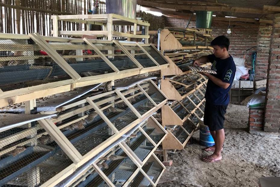 Usaha Telur Burung Puyuh, Mahasiwa ini Raup Cuan Rp12 Juta Sebulan