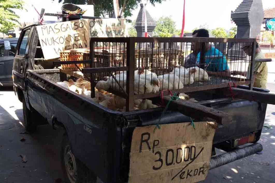 Harga Anjlok, Peternak Blitar Obral Ayam Pedaging di Jalanan