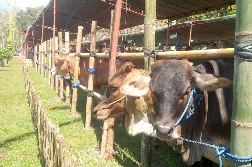 Tahun 2019 Banyuwangi Menargetkan Panen 47 Ribu Pedet