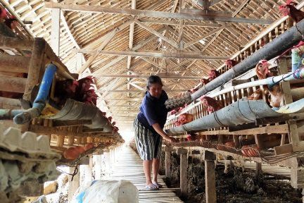 Pemberitaan Soal Dioksin Sempat Membuat Harga Telur Ayam di Blitar Anjlok