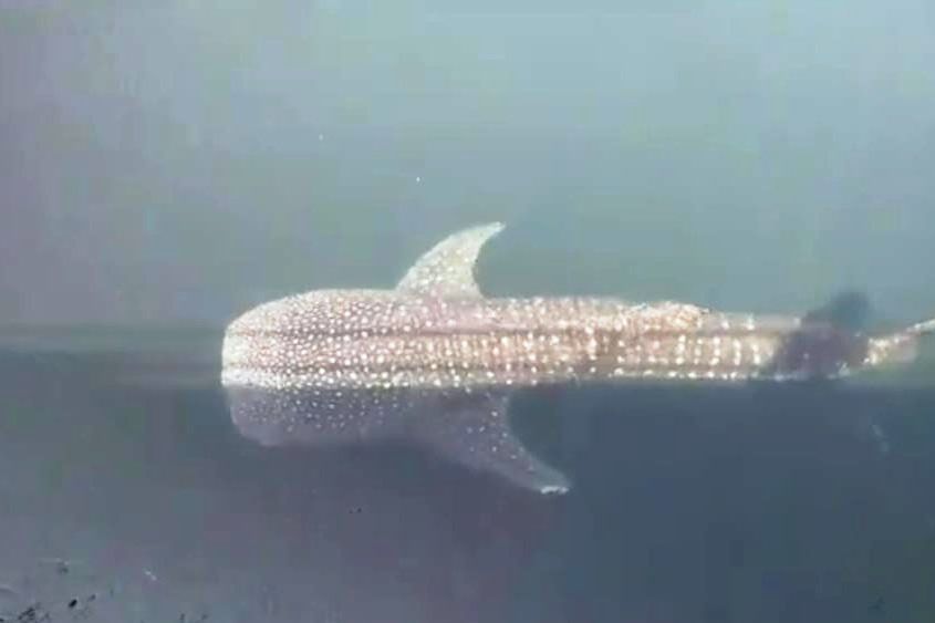 Ini Dugaan Penyebab Luka Hiu Paus Terjebak di Inlet PLTU Paiton