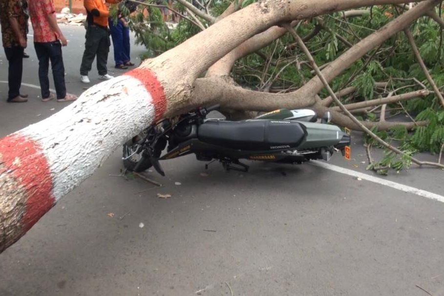 Pohon Tumbang di Kota Mojokerto Timpa Dua Pemotor, Begini Kondisinya