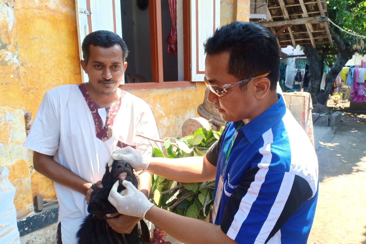 Dinas Peternakan Probolinggo Temukan Hewan Kurban Cacat