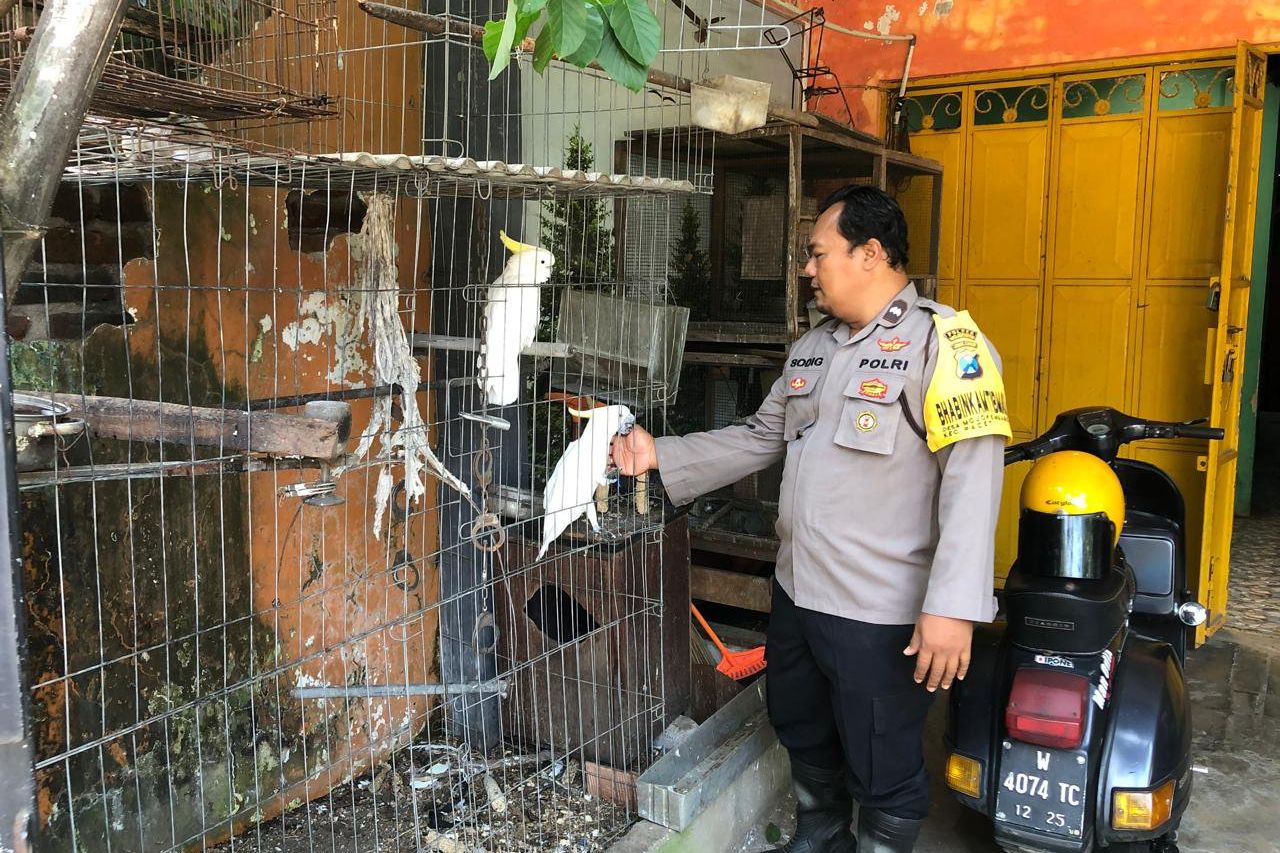 Mengintip Anggota Polisi yang Sukses Mengembangbiakkan Burung Kakak Tua di Alam
