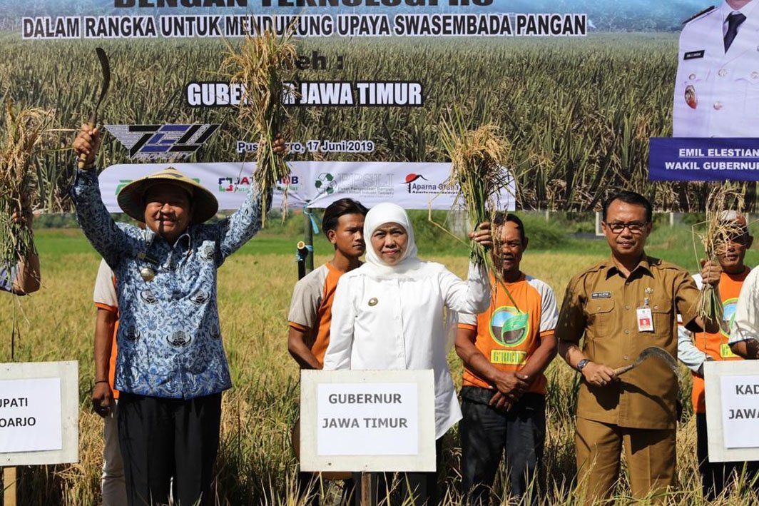 Metode Tanam Padi R-5 Diklaim Hemat Pupuk 50 Persen