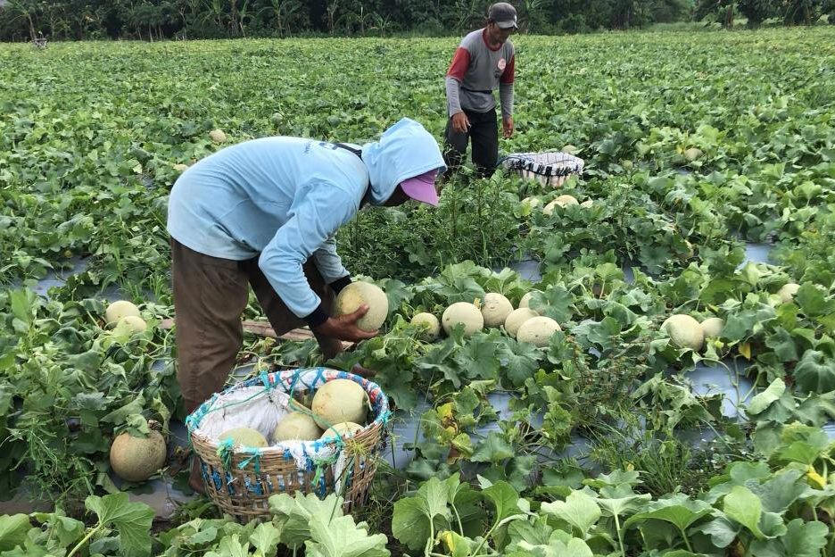 Petani di Mojokerto Kebanjiran Order Melon Merlin saat Ramadan, Raup Cuan Puluhan Juta