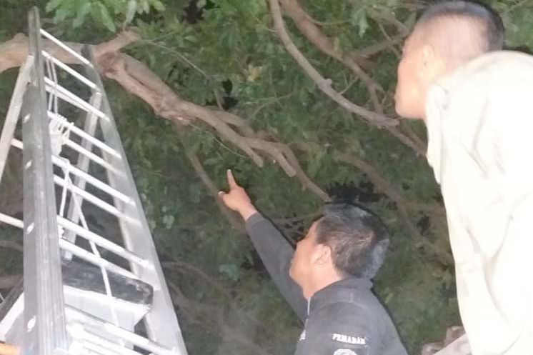Sarang Lebah Jumbo Meresahkan Warga Probolinggo