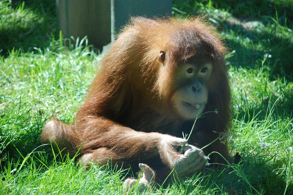 Naning Melahirkan, Koleksi Orangutan di Taman Safari Prigen Bertambah