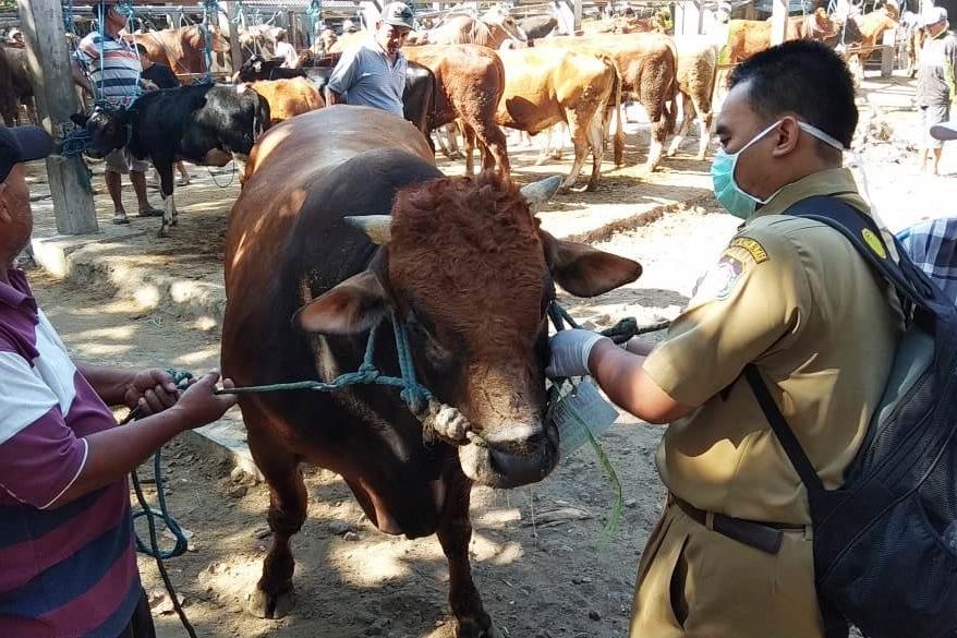 Sejumlah Hewan Kurban di Blitar Terkena Penyakit Mata