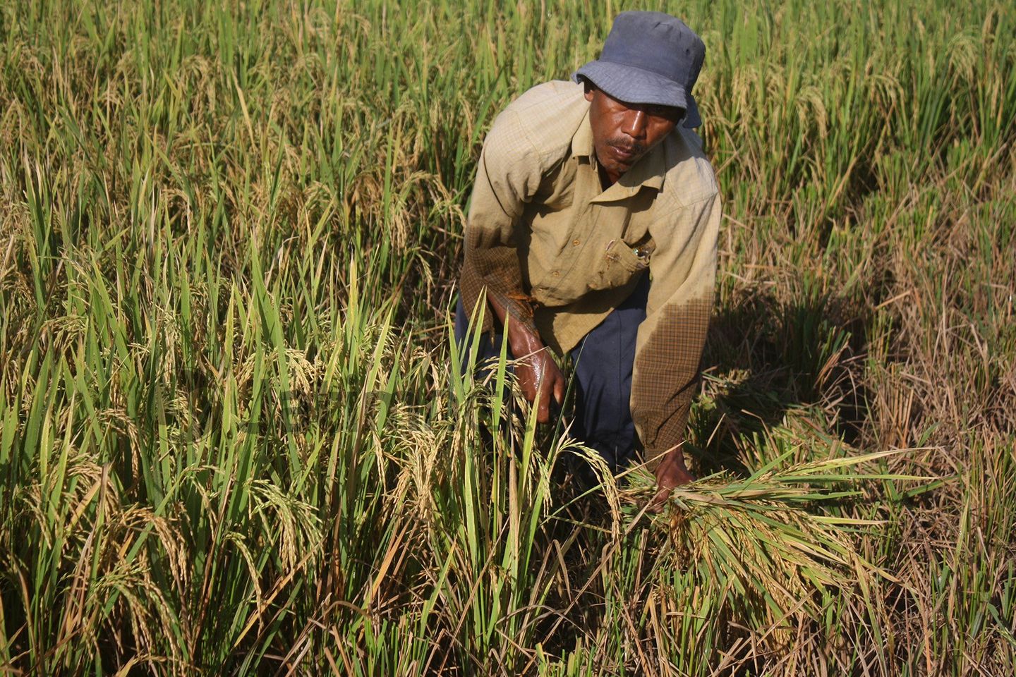 Serangan Wereng Ganggu Produksi Gabah Kering Giling di Tujuh Daerah