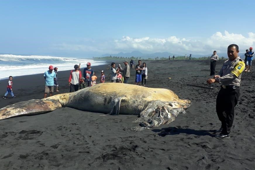 Paus Sepanjang 11 Meter Mati Terdampar di Pesisir Selatan Lumajang