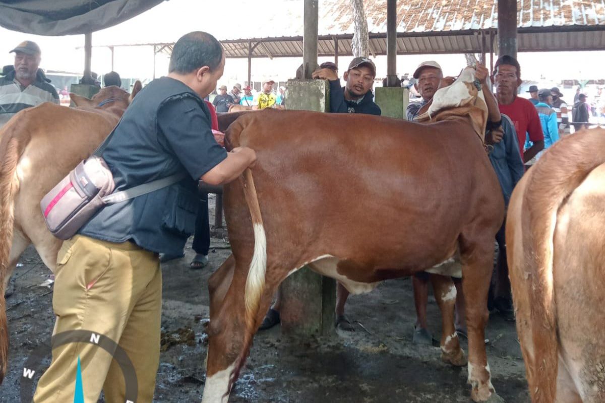 Dinas Peternakan Lamongan Ingatkan Hewan Ternak Rentan Terserang Penyakit saat Pancaroba
