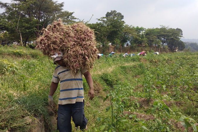 Harga Bawang Merah Anjlok, Pemkab Mojokerto Rencanakan Bikin Harga Standar