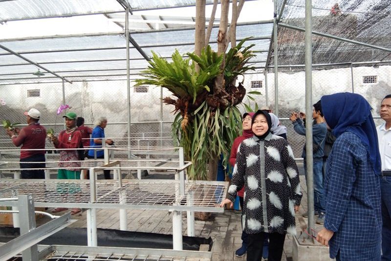 Kebun Sememi Surabaya Bakal Jual Anggrek Budi Daya Warga 