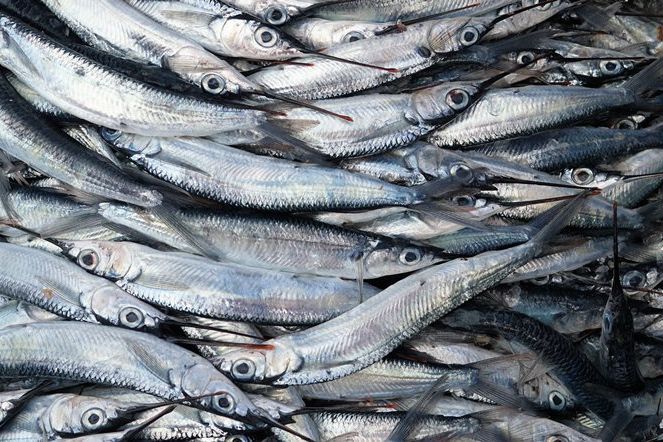 Petugas Gabungan Temukan Ikan Berformalin di Kota Probolinggo
