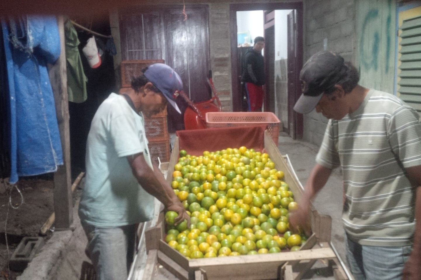 Turunnya Daya Beli Kota Besar, Harga Buah Banyuwangi Anjlok  