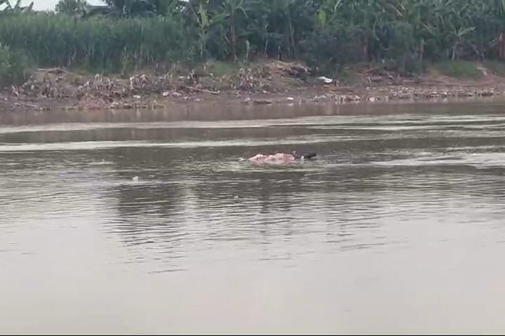 Mayat Mengapung di Sungai Brantas, Terlihat di Ngoro dan Dievakuasi di Porong