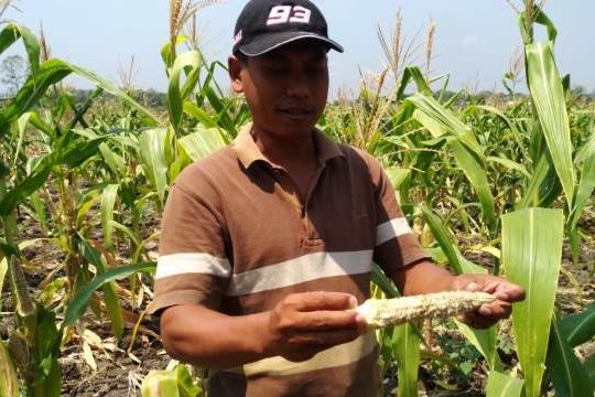 Dinas Pertanian Mojokerto Sediakan Obat Gratis Basmi Hama 