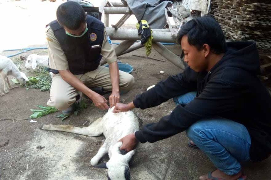 Sejumlah Kambing di Probolinggo Ditemukan Tewas Misterius