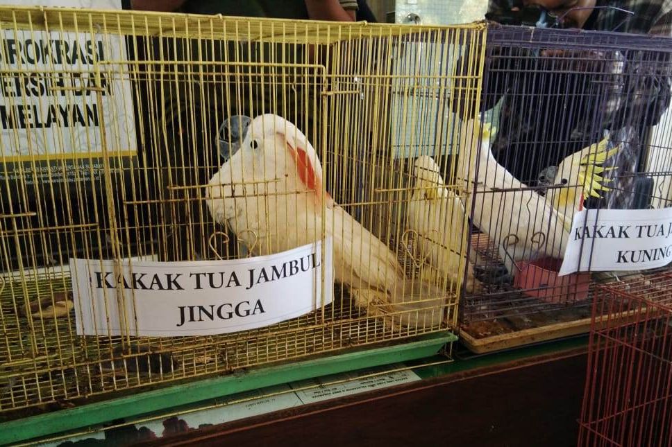 Burung Selundupan Berstatus Dilindungi, BSKDA Jatim Lakukan Inventarisasi