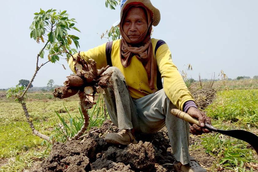 Puluhan Hektar Lahan Pertanian di Dawarblandong Rusak Diserang Hama Tikus