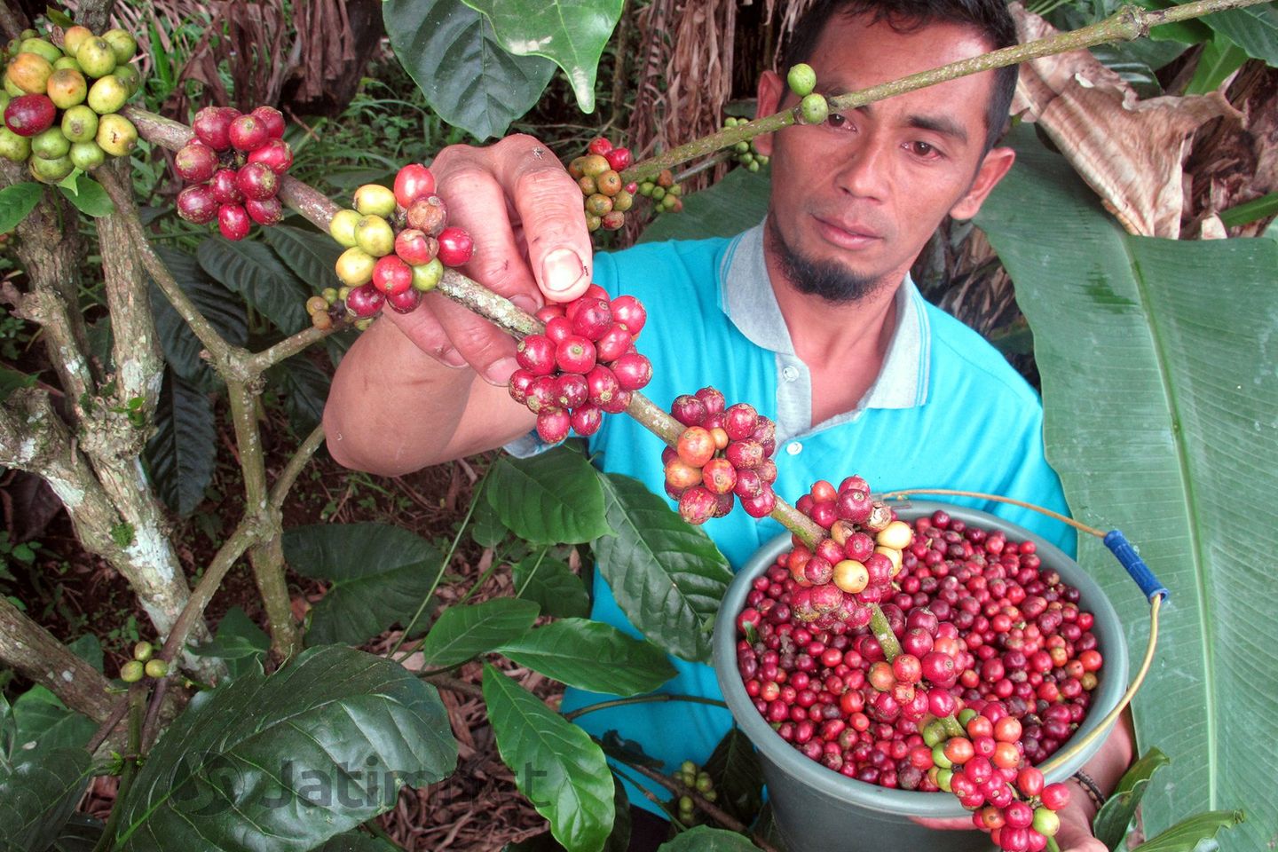 Pemprov Jabar Kenalkan Kopi Java Preanger di Maroko
