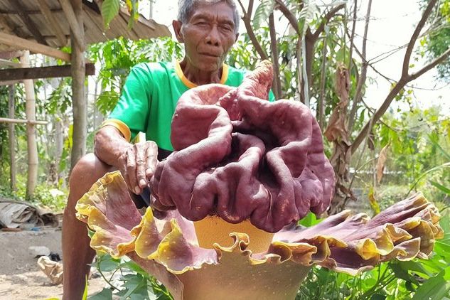Bunga Bangkai Berukuran Jumbo Mekar di Halaman Warga Blitar