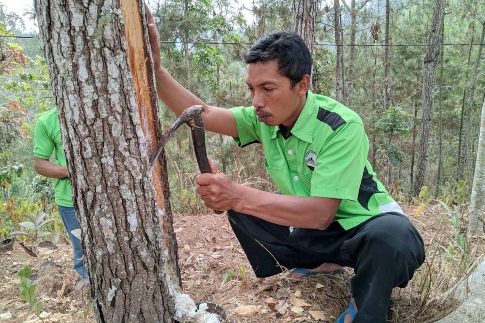 Warga Ngrayun Ponorogo Kesulitan Mendapatkan Bibit Pohon Pinus