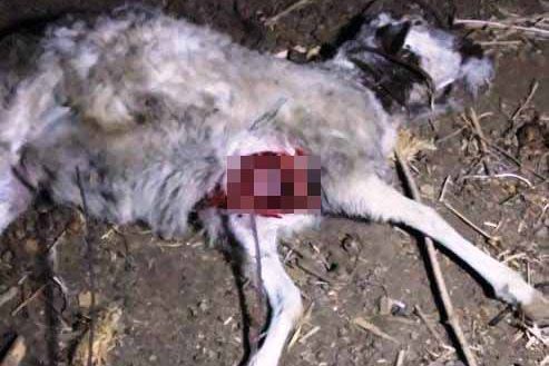 Hewan Misterius Teror Peternak Kambing di Ponorogo