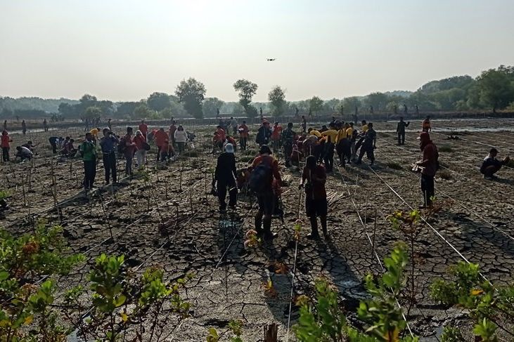 Tanam Mangrove, Risma Berharap Turunkan Suhu Surabaya hingga 18 Derajat Celsius