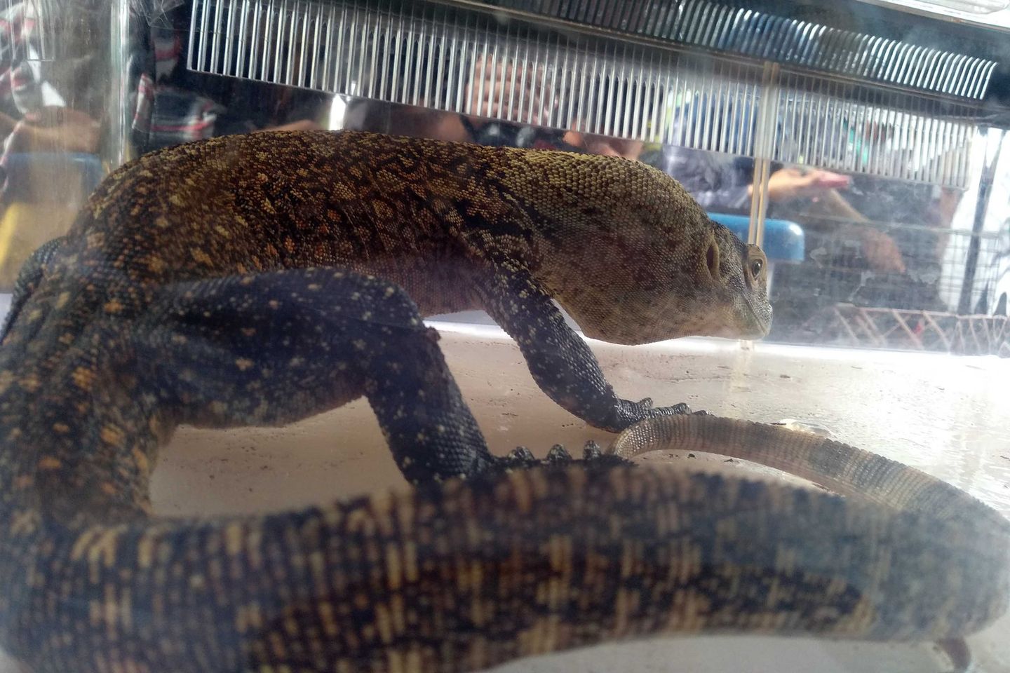 Bunuh Induknya, Cara Penjual Satwa Liar Peroleh Anakan Komodo