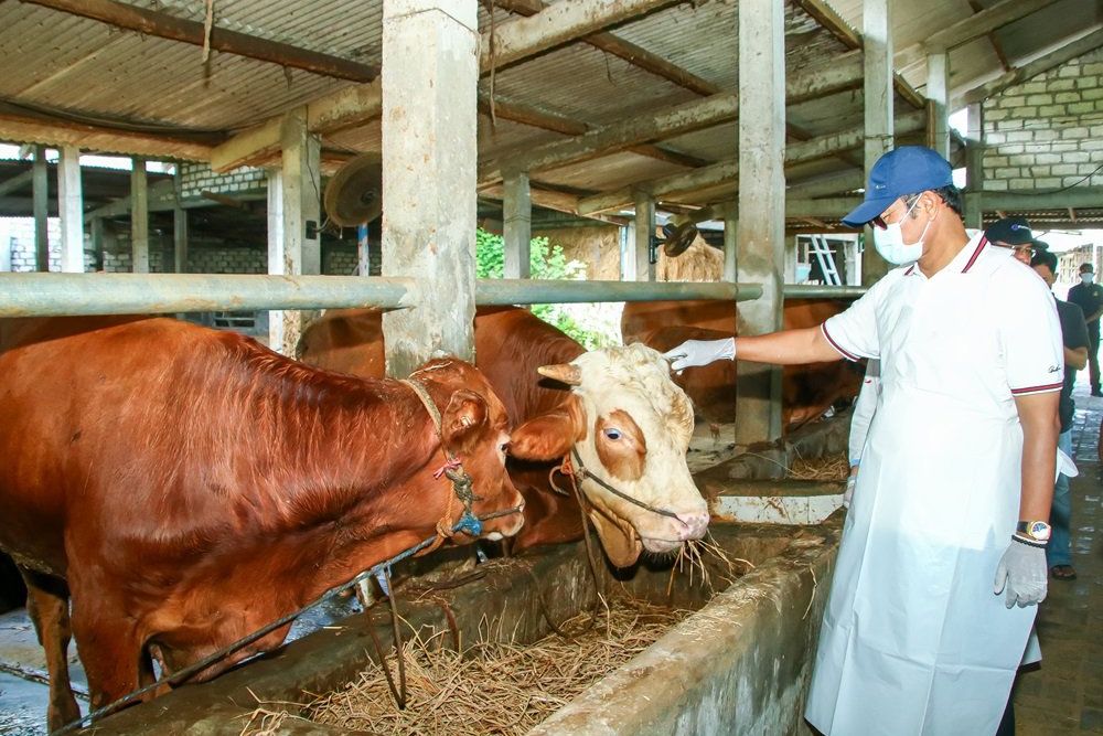 30 Ekor Sapi di Lamongan Mati Kena PMK, Pasar Hewan Masih Ditutup