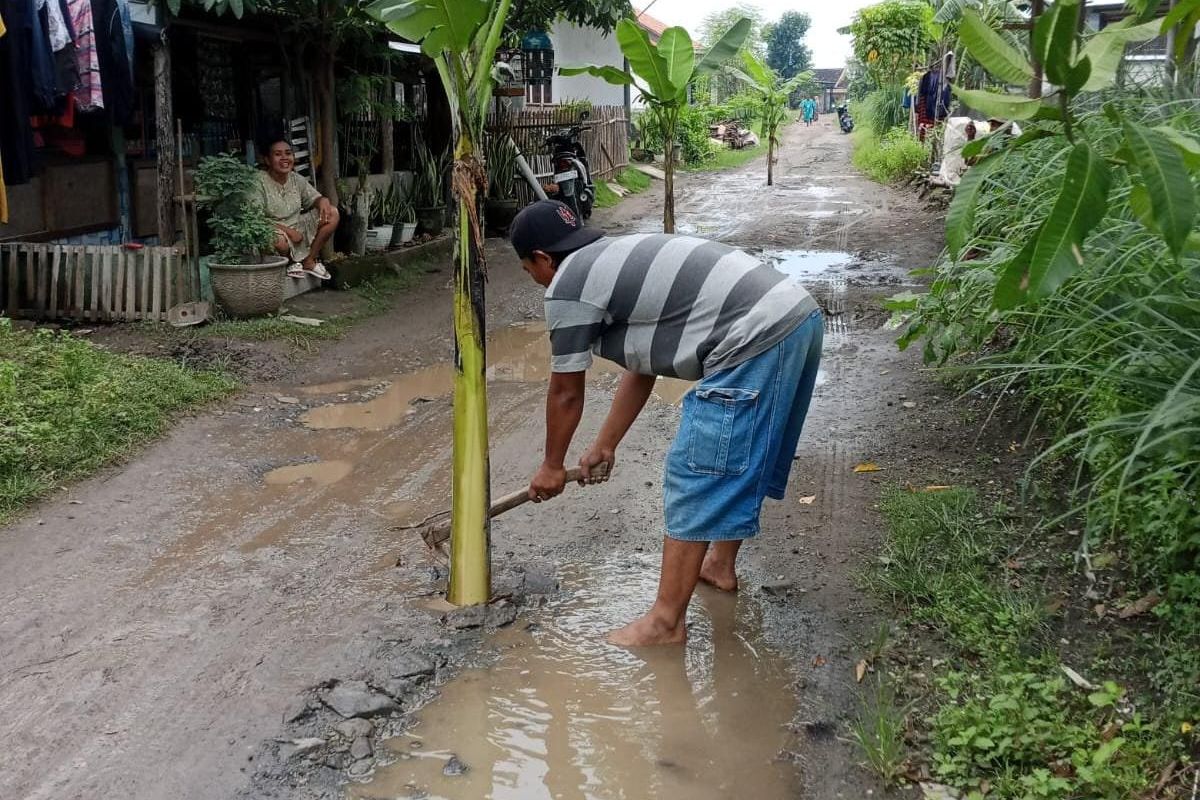 Jalan Rusak Tak Diperbaiki, Warga Lakardowo Mojokerto Tanami Pohon Pisang